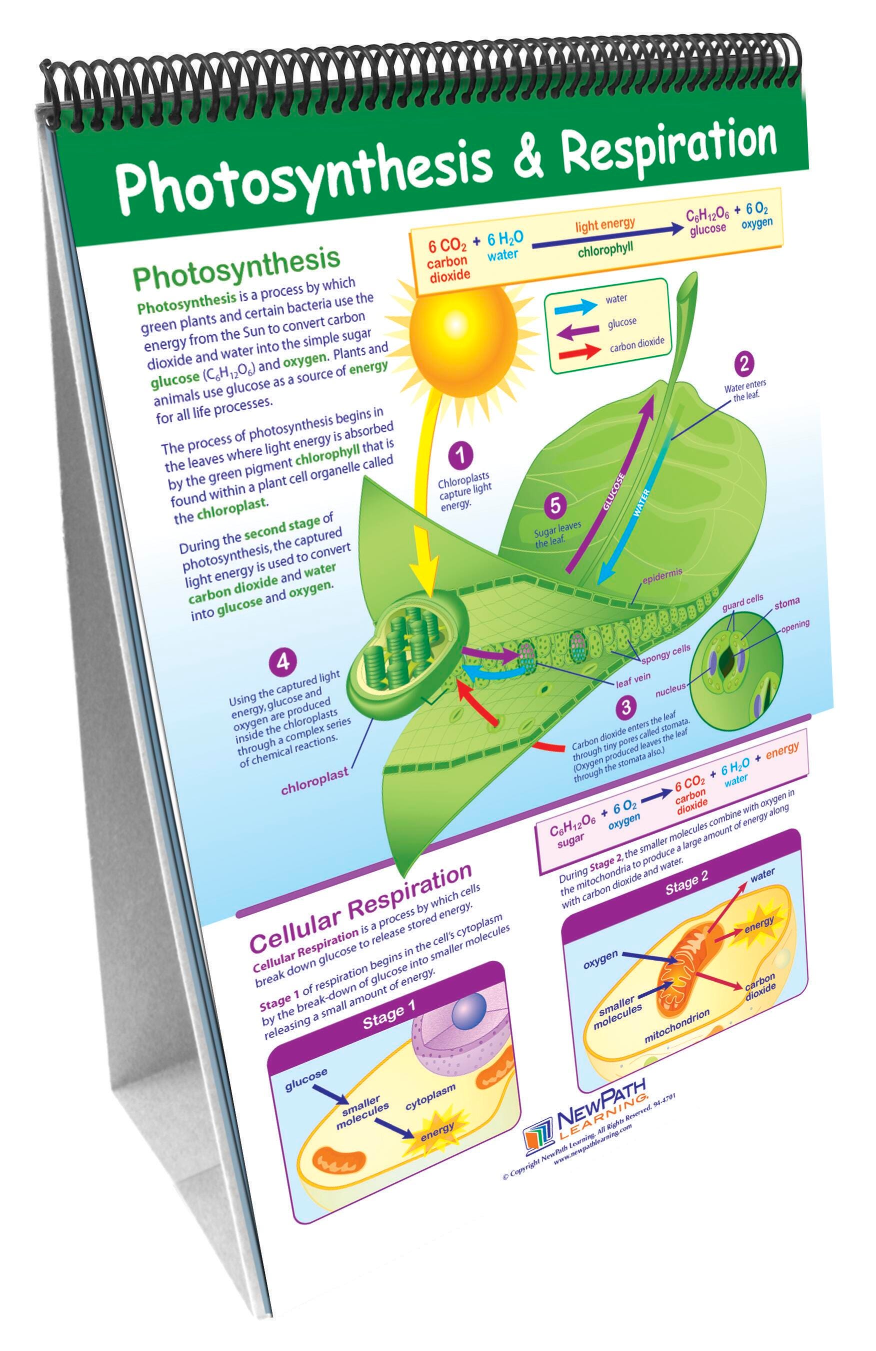 メモリー photosynthesiser Newpath Learning Science Skills Flip Charts, Middle School Life